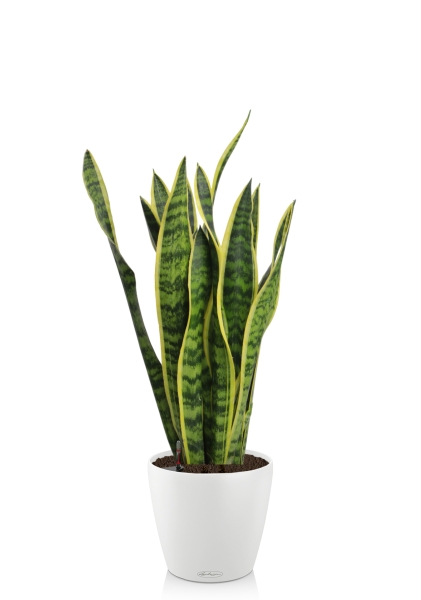 Сансевиерия Лауренти 17/60 см в CLASSICO Color 21