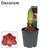 Гиппеаструм Sweet Pink Extra Op 2 ствола d12 см h25 см