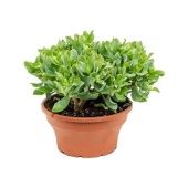 Крассула денежное дерево Аргентия d25 см h35 см