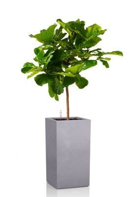 Фикус Лирата на стволе 24/120 см в CANTO STONE HIGH 30, серый камень Фикус Лирата на стволе 24/120 см в CANTO STONE HIGH 30, серый камень