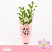 Дендробиум Nobile Pandora Compact 2 ствола d12 см h40 см тип 2