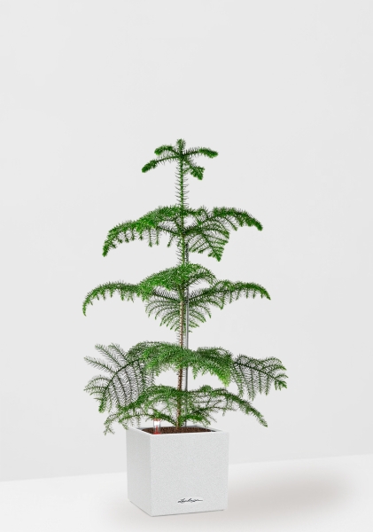 Араукария гетерофилла 24/110 в CANTO STONE LOW 30