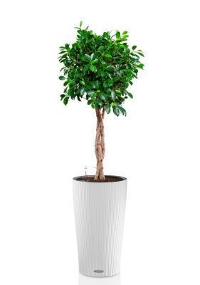Фикус Нитида переплетенный 23/110 см в CILINDRO 32, белый Фикус Нитида переплетенный 23/110 см в CILINDRO 32, белый