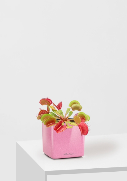 Венерина мухоловка 10 см в CUBE GLOSSY KISS 14