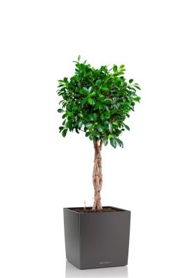 Фикус Нитида переплетенный 23/110 см в CUBE 30, антрацитовый металлик Фикус Нитида переплетенный 23/110 см в CUBE 30, антрацитовый металлик
