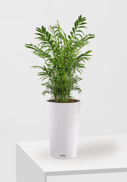 Хамедорея Элеганс 17/60 см в CILINDRO 23