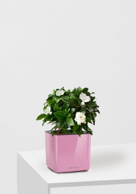 Гардения 12/30 см в CUBE GLOSSY KISS 14, нежно-розовый блестящий Гардения 12/30 см в CUBE GLOSSY KISS 14, нежно-розовый блестящий