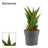 Сансевиерия Temple Crown (decorum) d12 см h27.5 см Сансевиерия Temple Crown (decorum) d12 см h27.5 см