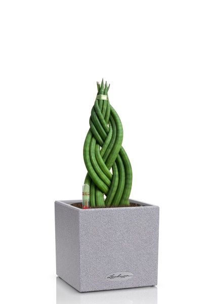 Сансевиерия цилиндрика косичка в CANTO Stone 14 Сансевиерия цилиндрика косичка в CANTO Stone 14