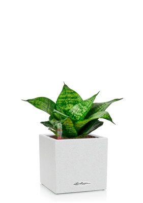 Сансевиерия Ханни 12/25 в CANTO STONE 14, белый песок