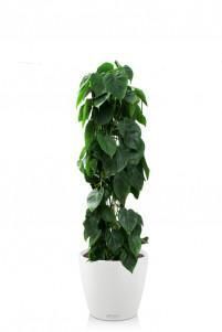 Филодендрон CLASSICO COLOR 28/120 см Белый