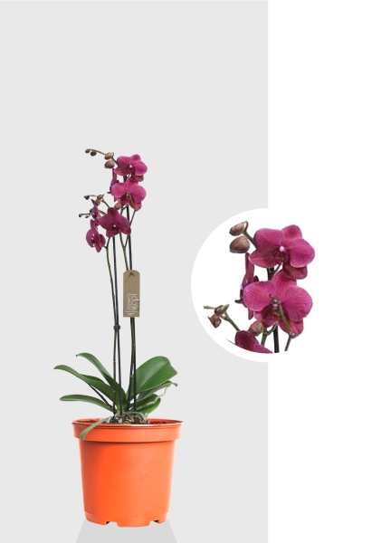 Орхидея Фаленопсис коралловая 12/60 см