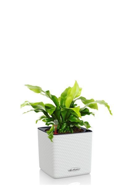 Асплениум Нидус 12/25 см в CUBE COLOR 14