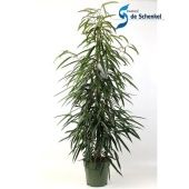 Фикус Биннендийка Али d27 см h150 см