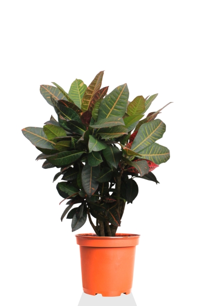 Кротон Миссис Айстон 17/65 см