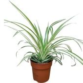 Хлорофитум Космосум вариегатум d12 см h30 см