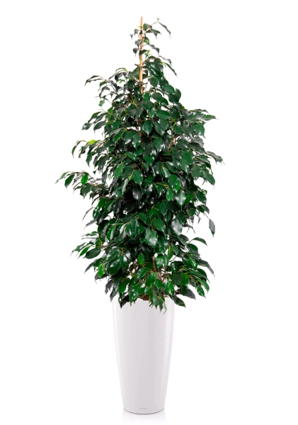 Фикус Бенджамина Даниэль 27/120 см в RONDO 32