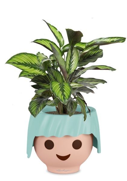 Калатея Принцепс в OjO