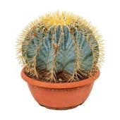 Ферокактус d25 см h35 см Ферокактус d25 см h35 см