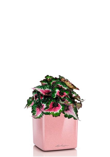 Бегония Белиф Пёрпл Блаш 13/25 см в CUBE GLOSSY KISS 14