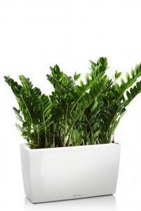 Замиокулькас CARARO 75/100 см, Белый блестящий Замиокулькас CARARO 75/100 см, Белый блестящий