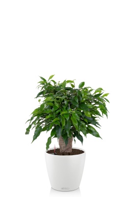 Фикус Бенджамина Грин Кинки в джуте 12/30 см в CLASSICO COLOR 18