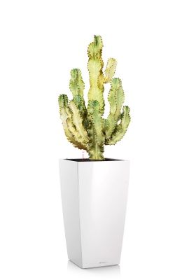 Эуфорбия Ингенс в CUBICO 40, белый блестящий