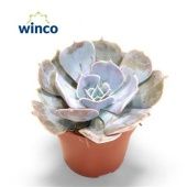 Эхеверия Pollux d8.5 см h12.5 см