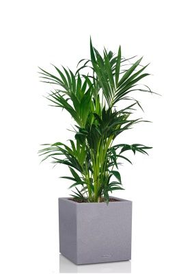 Ховея Кентия 27/120 см в CANTO STONE LOW 40, серый камень 