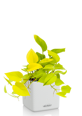 Сциндапсус Голден Потос в CUBE COLOR 16 Белый Сциндапсус Голден Потос в CUBE COLOR 16 Белый