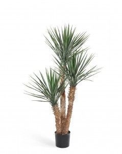 Юкка Рострата 3 ствола