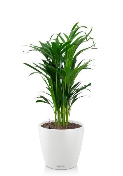 Хризалидокарпус 17/60 см в CLASSICO COLOR 21 Хризалидокарпус 17/60 см в CLASSICO COLOR 21