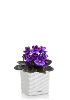 Фиалка в CUBE COLOR 14, белый