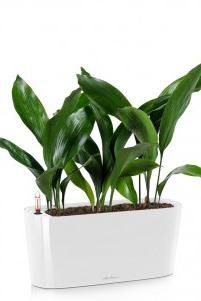 Аспидистра в DELTA 20 Аспидистра в DELTA 20