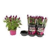 Целлозия пурпурная d19 см h50 см тип 2 Целлозия пурпурная d19 см h50 см тип 2