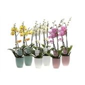 Фаленопсис 3-4 стволаhugo Hotel Mix 14+ + Tiny Dolls(vg) d12 см h55 см Фаленопсис 3-4 стволаhugo Hotel Mix 14+ + Tiny Dolls(vg) d12 см h55 см