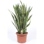 Сансевиерия Лауренти d35 см h100 см Сансевиерия Лауренти d35 см h100 см