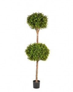 Самшит Шар двойной уличный