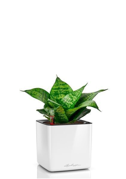 Сансевиерия Ханни 12/25 в CUBE GLOSSY 14 Сансевиерия Ханни 12/25 в CUBE GLOSSY 14