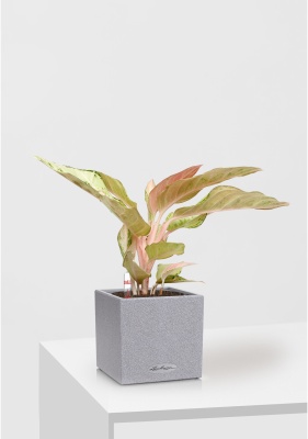 Аглаонема Шартрез Прити "Chartreuse Pretty" 12/30 см в CANTO STONE 14