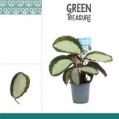 Калатея Роял Стандарт d12 см h35 см Калатея Роял Стандарт d12 см h35 см