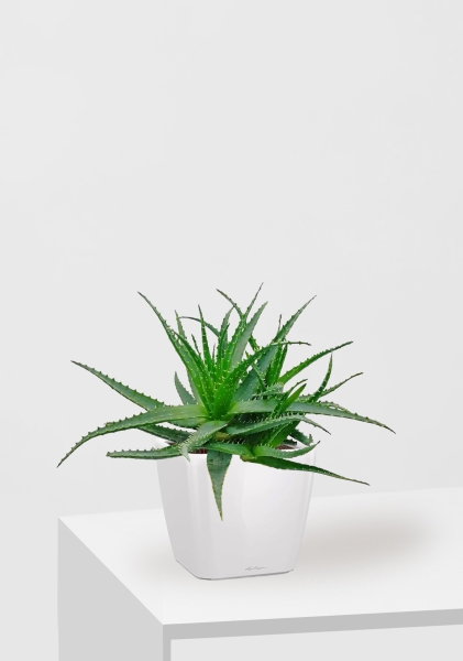 Алоэ 17/40 см в QUADRO LS 21 Алоэ 17/40 см в QUADRO LS 21