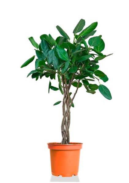 Фикус Бенгальский Одри косичка d27 см h130 см