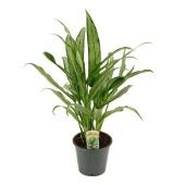 Аглаонема Кутласс "Cutlass" 12/35 см