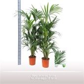 Ховея Форстериана d24 см h170 см тип 1