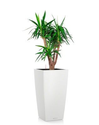 Юкка бранч 31/150 см в CUBICO COLOR 40, белый