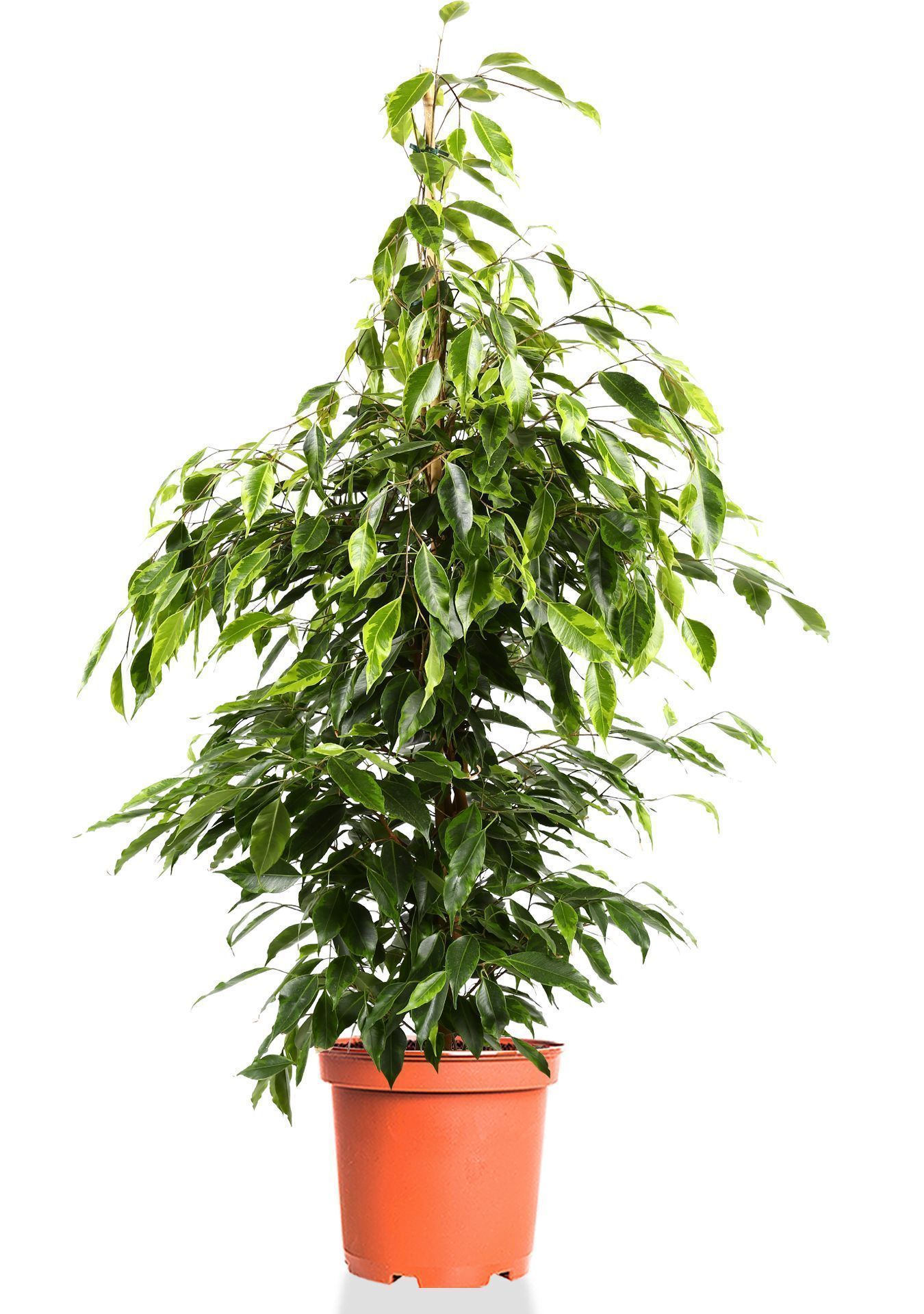 Фикус Бенджамина Анастасия пирамида 27/130 см Фикус Бенджамина Анастасия пирамида 27/130 см