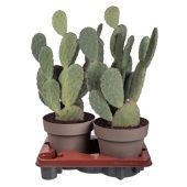 Опунция Tomentosa d20 см h40 см Опунция Tomentosa d20 см h40 см