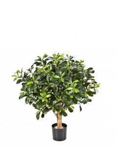 Питтоспорум шар