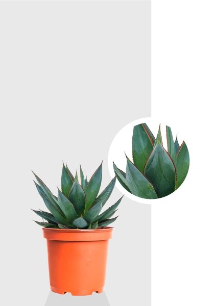 Агава Шака Зулу 15/30 см Агава Шака Зулу 15/30 см